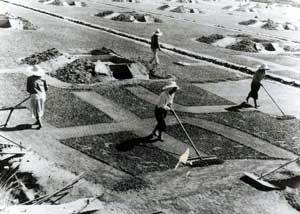 広大な砂土が広がる場所で4名の人がトンボのような道具を使って砂土を集める作業をしている白黒写真