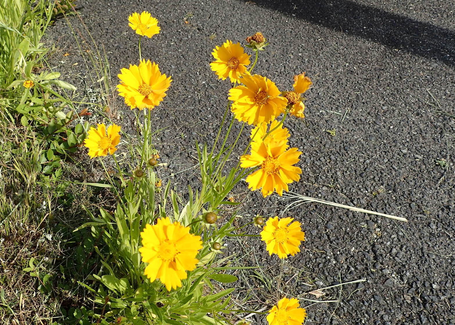 コンクリートの道端で黄色い花をたくさん咲かせているオオキンケイギクの写真