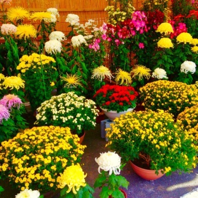 黄色や赤、白やピンクなどいろいろな種類の菊の花がきれいに咲いている写真