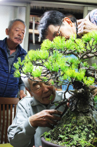 白髪の男性が盆栽の剪定をしている手元をのぞき込んだり後ろから見ている男性2名の写真