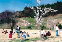 多目的広場の1本の小さな桜の木の周りで遊んでいる子供達を写した写真