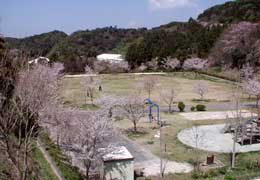 桜の木々が周りに植えられた多目的広場全体を高い位置から写した写真