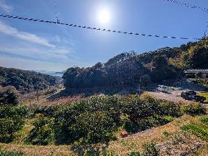 みかん等の果樹付の畑の写真