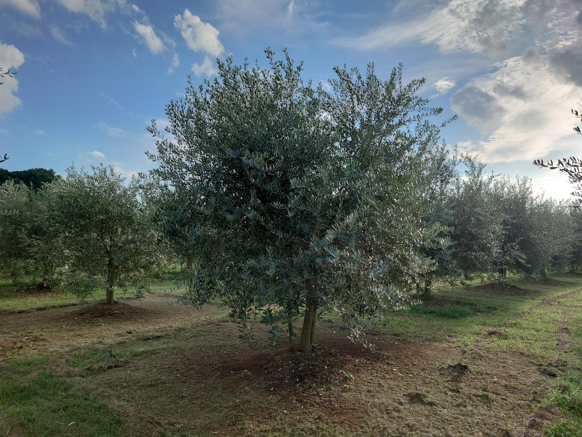 令和7年10月阿多田オリーブパーク写真