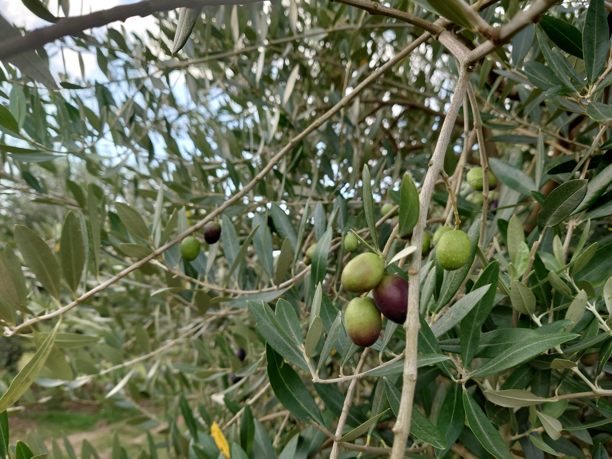 令和7年10月阿多田オリーブパークオリーブ写真