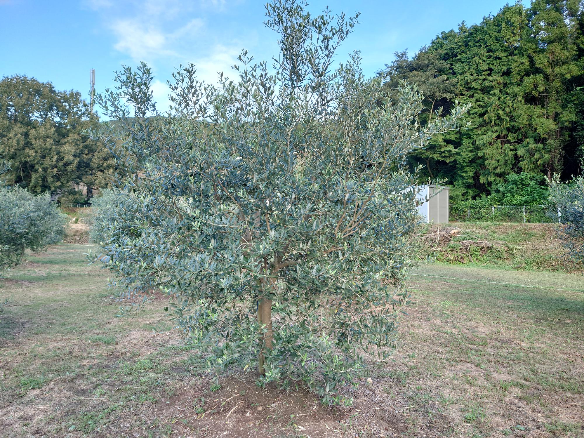 令和7年10月名切オリーブパーク写真