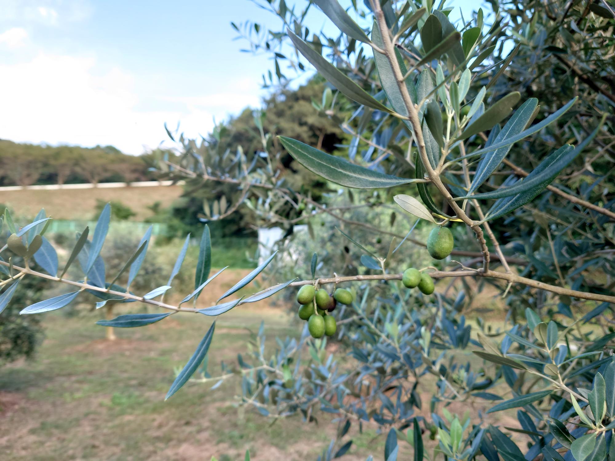令和7年10月名切オリーブパークオリーブ写真