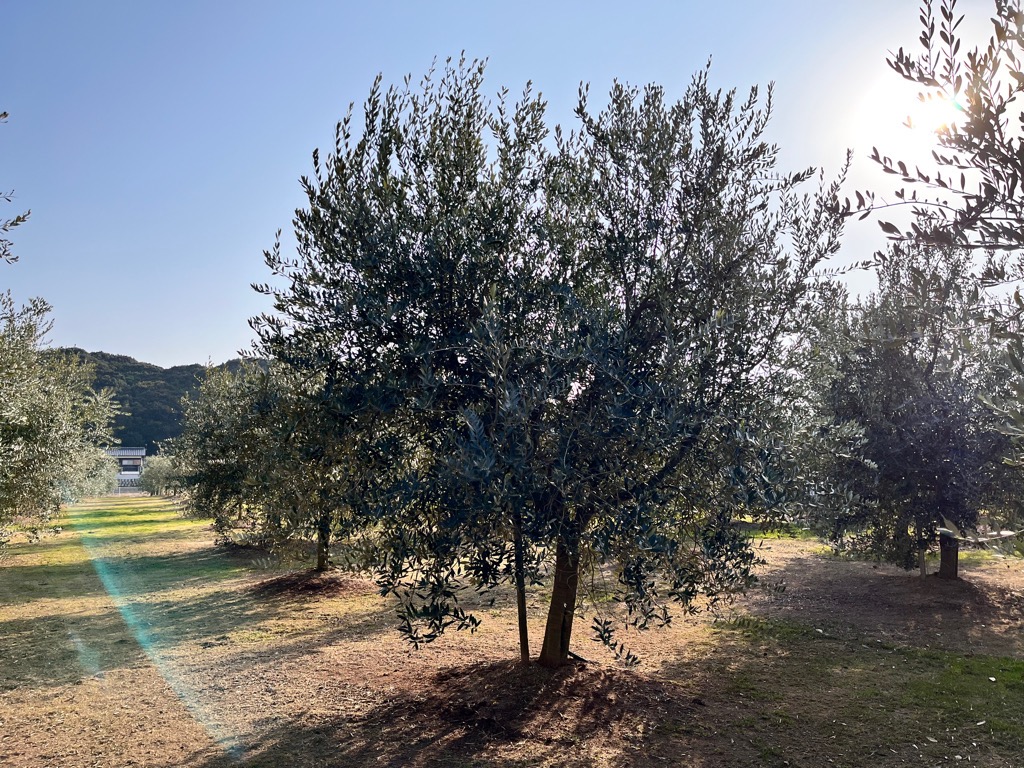 1月阿多田オリーブ