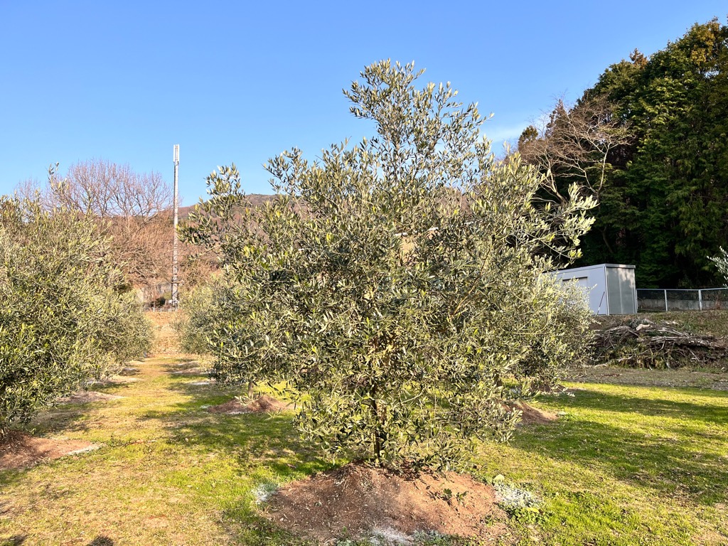 1月名切オリーブ