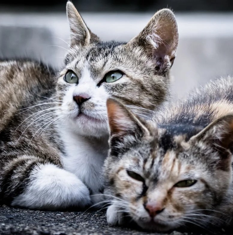 飼い主のいない猫の不妊去勢手術費補助制度