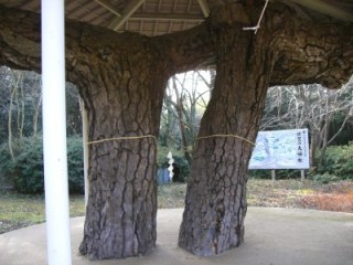 太い幹をし上で結合している2本の松が保存されている佐賀の夫婦松の写真